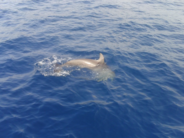 Dolphin_encounter_042210.JPG